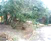 Shrubbery West Path